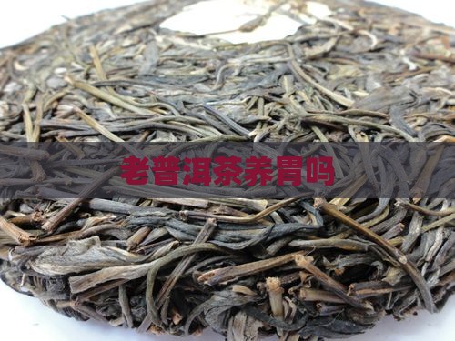 老普洱茶养胃吗