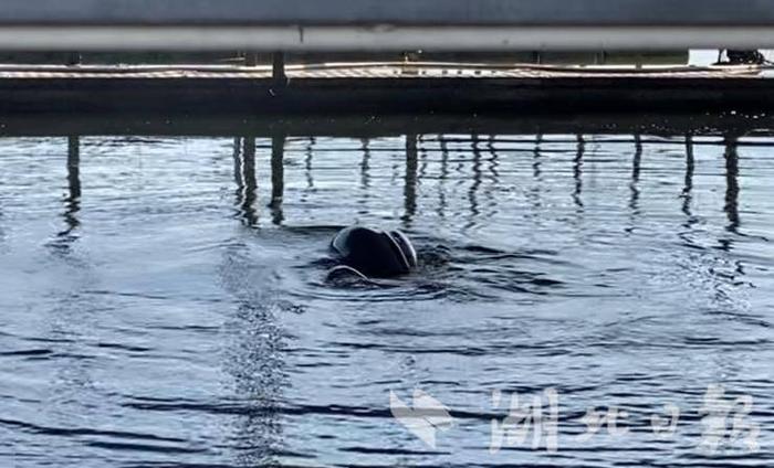 江豚“天天”及其伙伴出水换气(湖北日报全媒记者 刘天纵 摄)