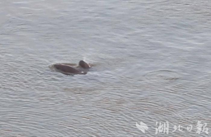 母子豚(湖北日报全媒记者 汪子轶 摄)
