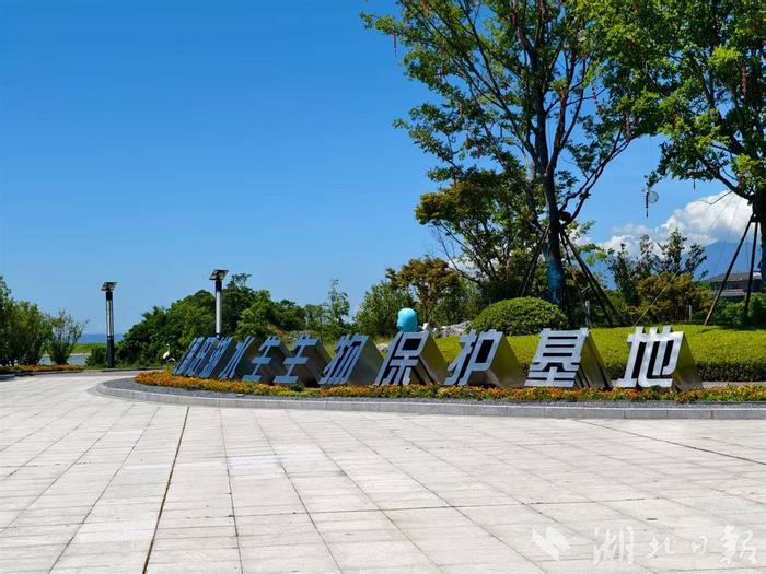 中国·江豚湾(湖北日报全媒记者 汪子轶 摄)