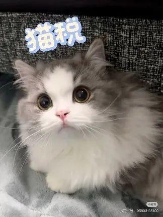 为什么机械翻译 总是 不准确 足够？